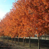 Trees For Sale Bettendorf & Davenport, IA Shademaster Nursery