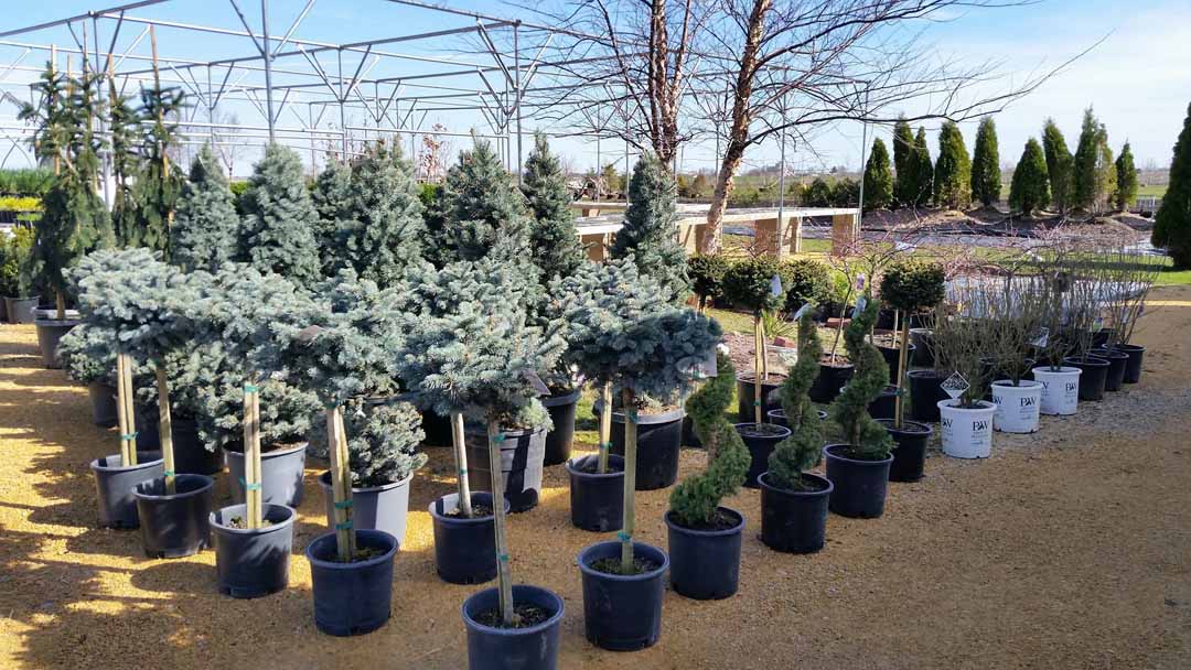 Evergreen Trees For Sale Bettendorf Davenport Ia Shademaster Nursery