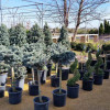 Evergreen Trees For Sale Bettendorf & Davenport, IA Shademaster Nursery